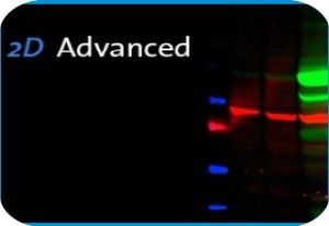 2d Gel Documentation